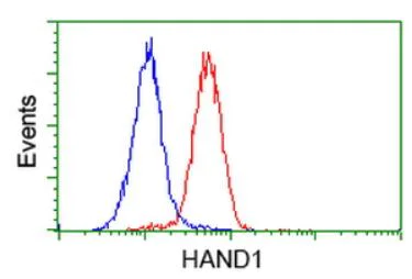 Flow Cytometry (Intracellular) - Anti-HAND1 antibody [OTI1G10] (AB279390)