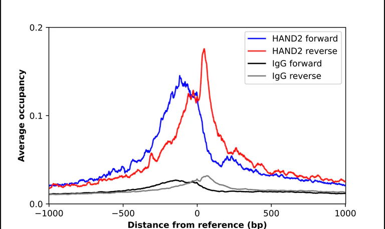 ChIP - Anti-HAND2 Antibody (AB327197)