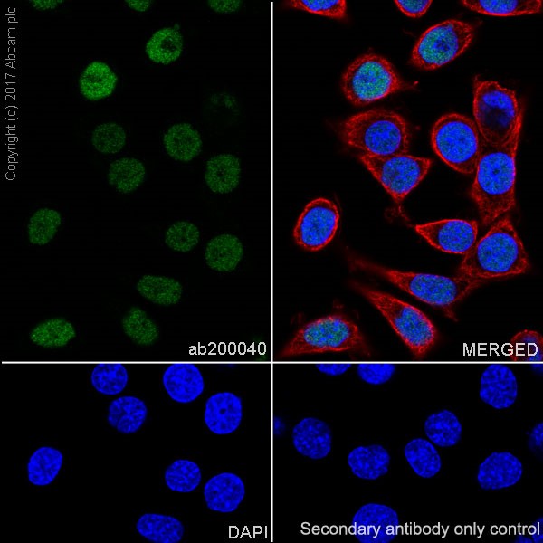 Immunocytochemistry/ Immunofluorescence - Anti-HAND2 antibody [EPR19451] (AB200040)