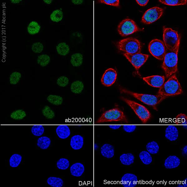 Immunocytochemistry/ Immunofluorescence - Anti-HAND2 antibody [EPR19451] (AB200040)