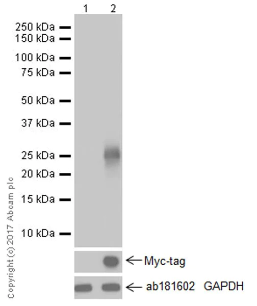 Western blot - Anti-HAND2 antibody [EPR19451] (AB200040)