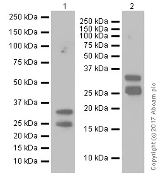 Western blot - Anti-HAND2 antibody [EPR19451] (AB200040)