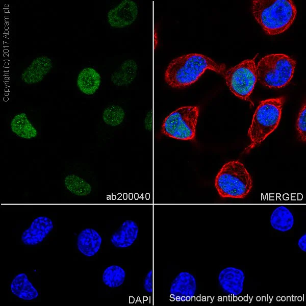 Immunocytochemistry/ Immunofluorescence - Anti-HAND2 antibody [EPR19451] - BSA and Azide free (AB240353)