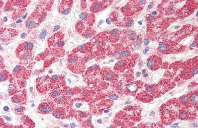 Immunohistochemistry (Formalin/PFA-fixed paraffin-embedded sections) - Anti-HAO1/GOX antibody (AB233150)