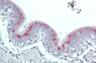 Immunohistochemistry (Formalin/PFA-fixed paraffin-embedded sections) - Anti-HAO1/GOX antibody (AB233150)