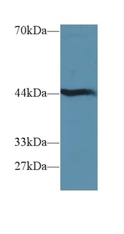 Western blot - Anti-HAO1/GOX antibody (AB233150)