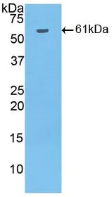 Western blot - Anti-HAO1/GOX antibody (AB233150)