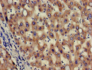 Immunohistochemistry (Formalin/PFA-fixed paraffin-embedded sections) - Anti-HAO2 antibody (AB229817)
