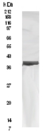 Western blot - Anti-HAP40 antibody (AB91008), expandable thumbnail
