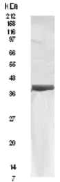 Western blot - Anti-HAP40 antibody (AB91008)
