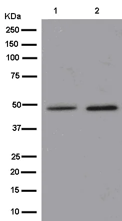 Western blot - Anti-HAPLN1 antibody [EPR6338] (AB181997)