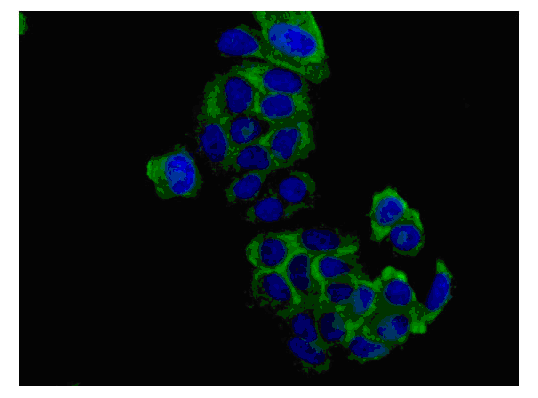 Immunocytochemistry/ Immunofluorescence - Anti-HAPLN1 antibody [EPR6338] - BSA and Azide free (AB240257), expandable thumbnail