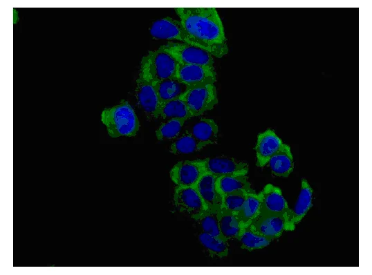 Immunocytochemistry/ Immunofluorescence - Anti-HAPLN1 antibody [EPR6338] - BSA and Azide free (AB240257)