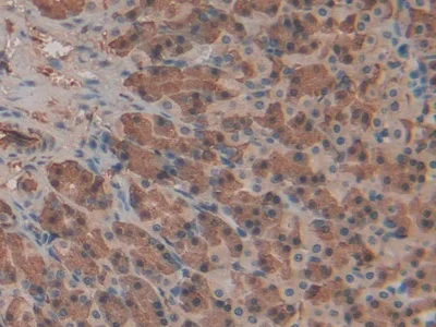 Immunohistochemistry (Formalin/PFA-fixed paraffin-embedded sections) - Anti-Haptoglobin antibody (AB231000)