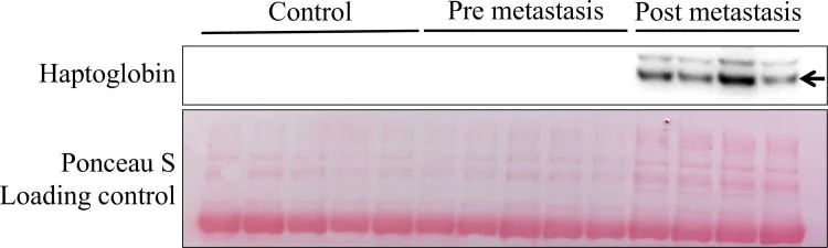 Western blot - Anti-Haptoglobin antibody (AB231000)