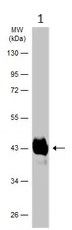 Western blot - Anti-Haptoglobin antibody (AB97976)