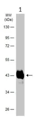 Western blot - Anti-Haptoglobin antibody (AB97976)