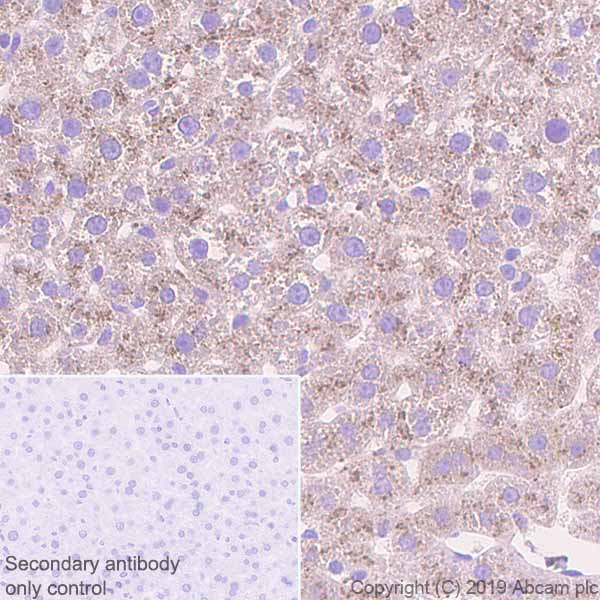Immunohistochemistry (Formalin/PFA-fixed paraffin-embedded sections) - Anti-Haptoglobin antibody [EPR22856-212] (AB256454), expandable thumbnail