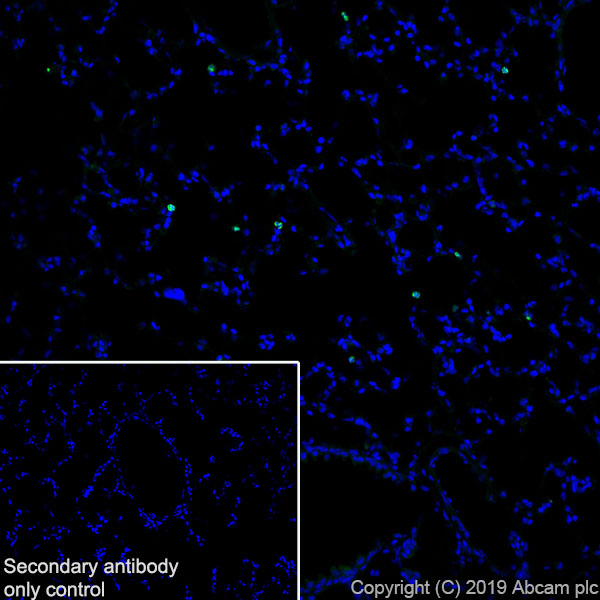 Immunohistochemistry (Frozen sections) - Anti-Haptoglobin antibody [EPR22856-212] (ab256454), expandable thumbnail
