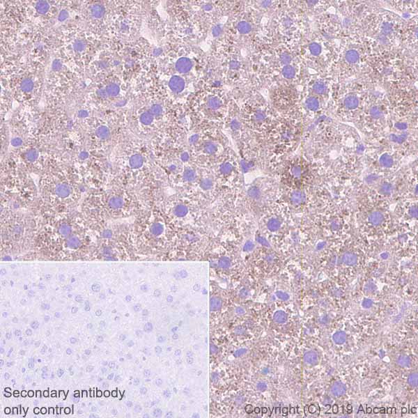 Immunohistochemistry (Formalin/PFA-fixed paraffin-embedded sections) - Anti-Haptoglobin antibody [EPR22856-212] - BSA and Azide free (AB261918), expandable thumbnail