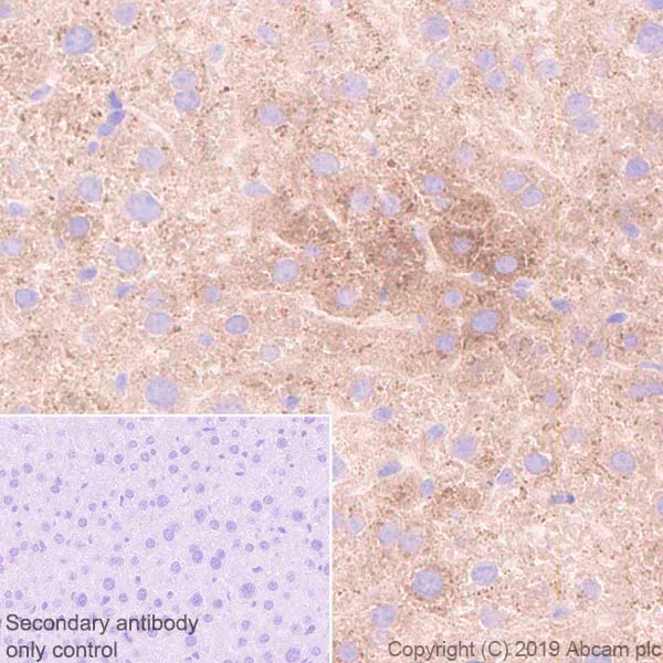 Immunohistochemistry (Formalin/PFA-fixed paraffin-embedded sections) - Anti-Haptoglobin antibody [EPR22856-233] (AB256455)
