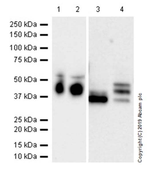 Western blot - Anti-Haptoglobin antibody [EPR22856-233] (AB256455), expandable thumbnail