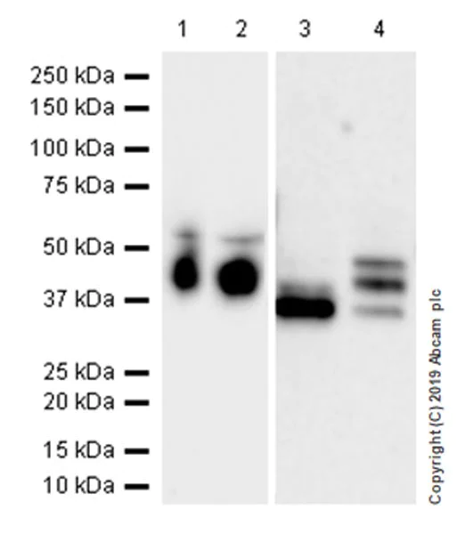 Western blot - Anti-Haptoglobin antibody [EPR22856-233] (AB256455)