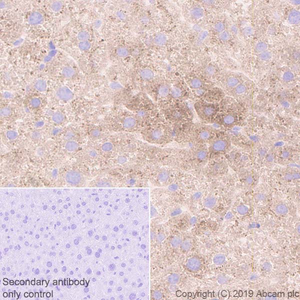 Immunohistochemistry (Formalin/PFA-fixed paraffin-embedded sections) - Anti-Haptoglobin antibody [EPR22856-233] - BSA and Azide free (AB261725)