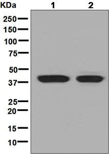 Western blot - Anti-Haptoglobin antibody [EPSISR7] - BSA and Azide free (AB226117)