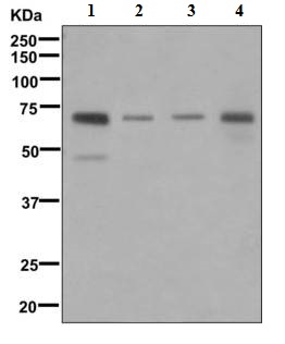 Western blot - Anti-HAS3 antibody [EPR10397] (AB170872)