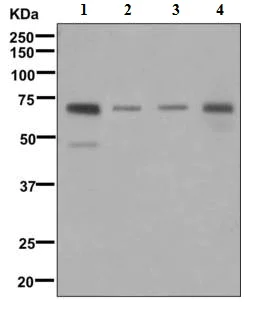 Western blot - Anti-HAS3 antibody [EPR10397] - BSA and Azide free (AB240161)