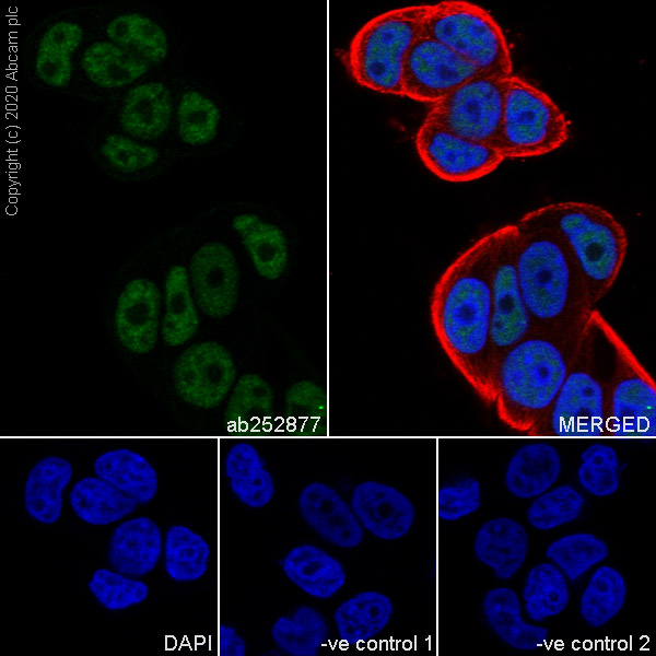 Immunocytochemistry/ Immunofluorescence - Anti-HAUSP / USP7 antibody [3D8] (AB252877), expandable thumbnail