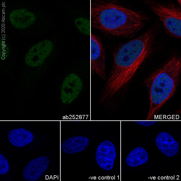 Immunocytochemistry/ Immunofluorescence - Anti-HAUSP / USP7 antibody [3D8] (AB252877), expandable thumbnail