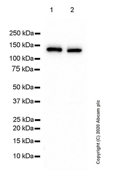 Western blot - Anti-HAUSP / USP7 antibody [3D8] (AB252877), expandable thumbnail