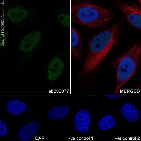 Immunocytochemistry/ Immunofluorescence - Anti-HAUSP / USP7 antibody [3D8] - BSA and Azide free (AB255882)