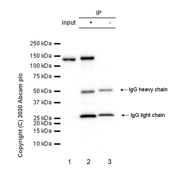 Immunoprecipitation - Anti-HAUSP / USP7 antibody [3D8] - BSA and Azide free (AB255882)