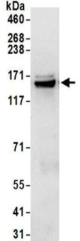 Immunoprecipitation - Anti-HAUSP / USP7 antibody (AB157132)