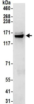 Immunoprecipitation - Anti-HAUSP / USP7 antibody (AB157132)