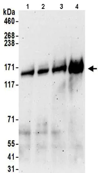 Western blot - Anti-HAUSP / USP7 antibody (AB157132)