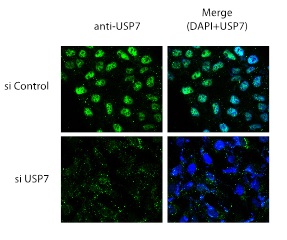 Immunocytochemistry/ Immunofluorescence - Anti-HAUSP / USP7 antibody (AB190183), expandable thumbnail