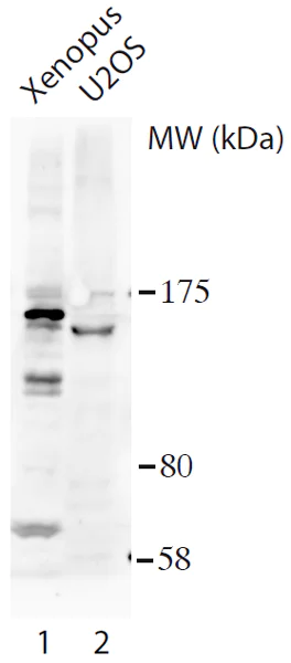 Western blot - Anti-HAUSP / USP7 antibody (AB190183)