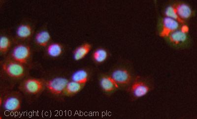 Immunocytochemistry/ Immunofluorescence - Anti-HAUSP / USP7 antibody (AB4080)
