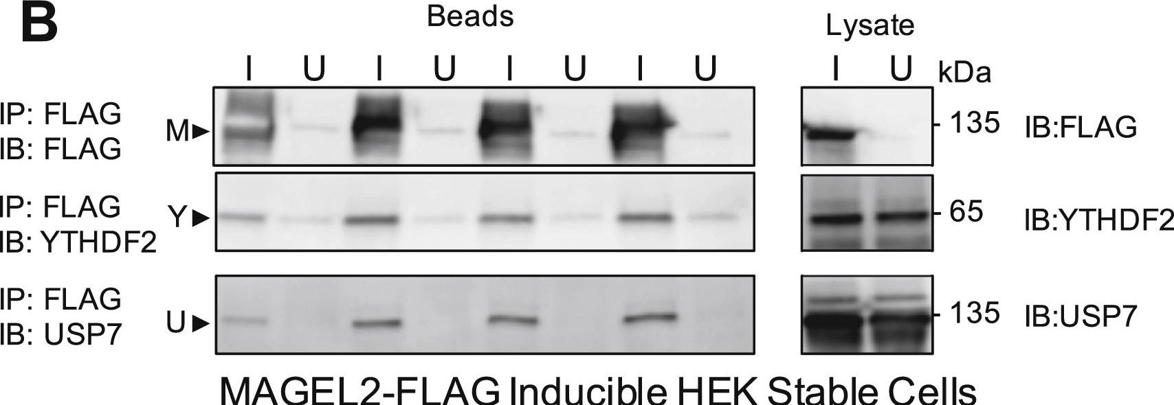 Western blot - Anti-HAUSP / USP7 antibody (AB4080)