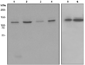 Western blot - Anti-HAUSP / USP7 antibody [EPR4253] (AB108931)