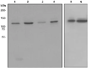 Western blot - Anti-HAUSP / USP7 antibody [EPR4253] (AB108931)