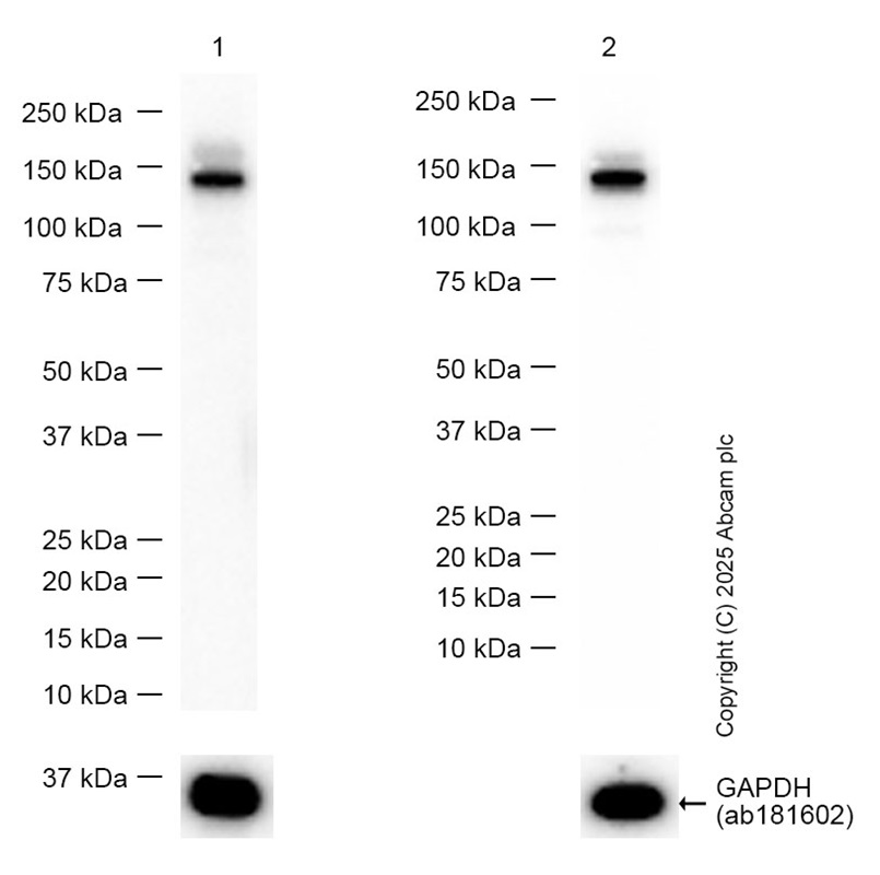 Anti-HAUSP / USP7 antibody [EPR4253]