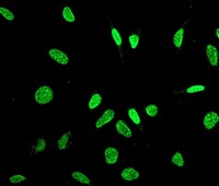 Immunocytochemistry/ Immunofluorescence - Anti-HAUSP / USP7 antibody [EPR4253] - BSA and Azide free (AB239936)