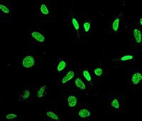 Immunocytochemistry/ Immunofluorescence - Anti-HAUSP / USP7 antibody [EPR4253] - BSA and Azide free (AB239936)