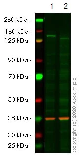 Western blot - Anti-HAUSP / USP7 antibody [EPR4253] - BSA and Azide free (AB239936)
