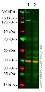 Western blot - Anti-HAUSP / USP7 antibody [EPR4254] (AB109109)